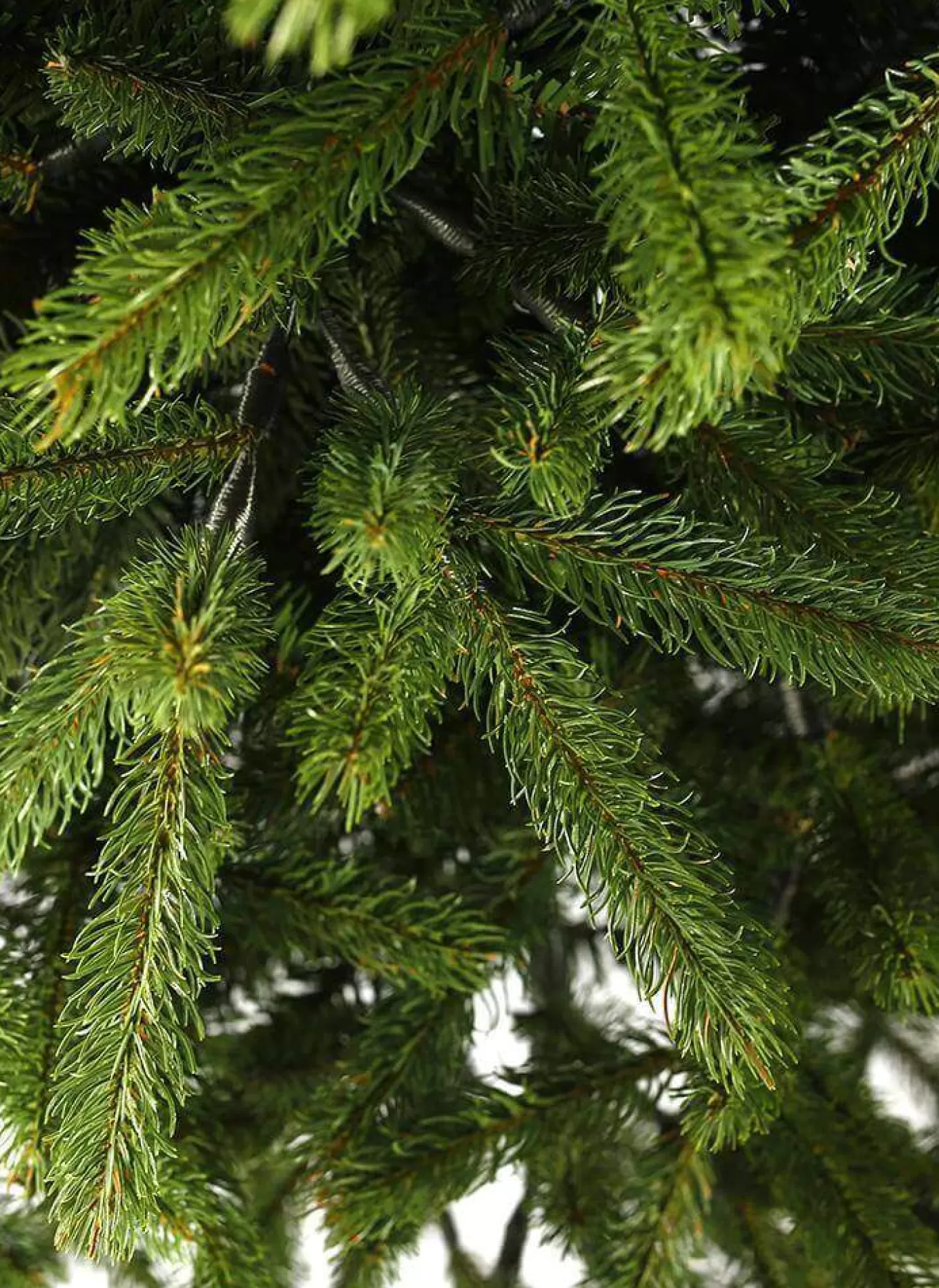 King Of Christmas 6.5' King Fraser Fir Slim Artificial Christmas Tree With 600 Warm White LED Lights- Realistic | Slim